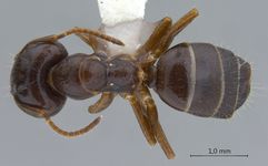 Camponotus praerufus Emery, 1900 dorsal