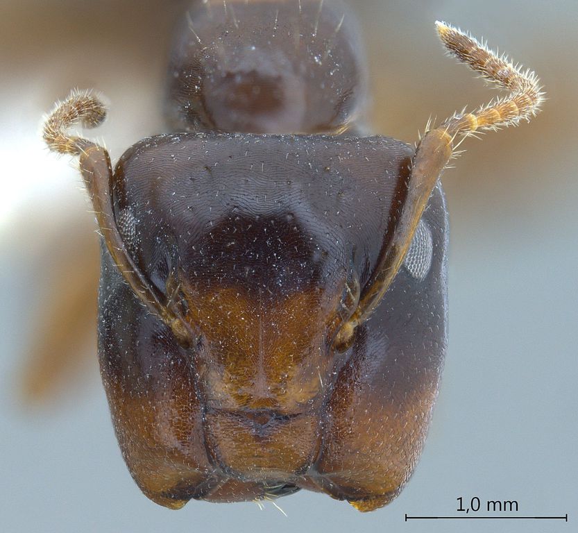 Foto Camponotus praerufus Emery, 1900 frontal