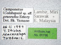 Camponotus praerufus Emery, 1900 Label