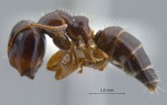 Camponotus praerufus Emery, 1900 lateral