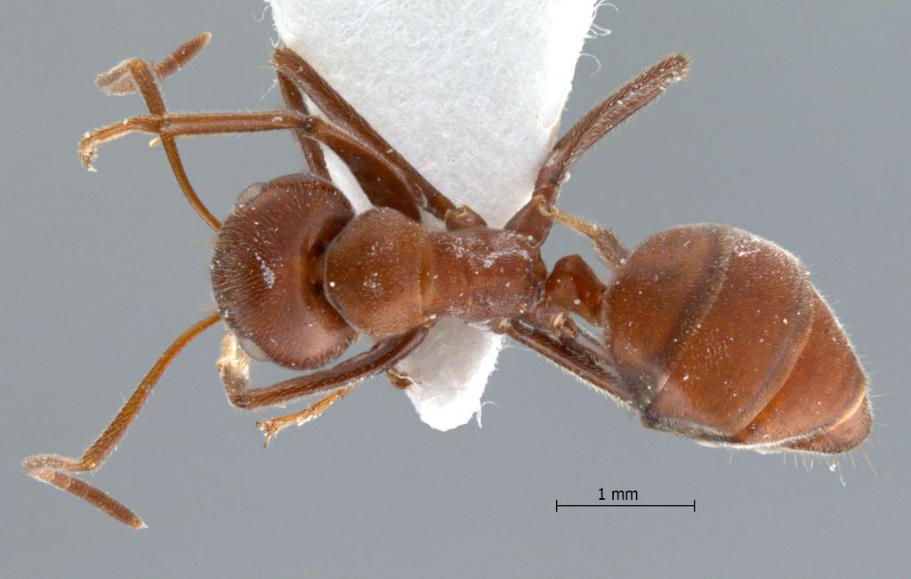 Foto Camponotus saundersi Emery, 1889 dorsal