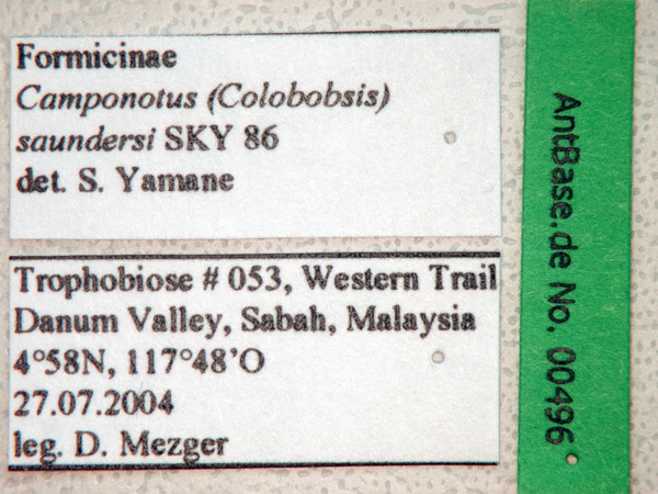 Foto Camponotus saundersi Emery, 1889 Label