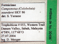Camponotus saundersi Emery, 1889 Label