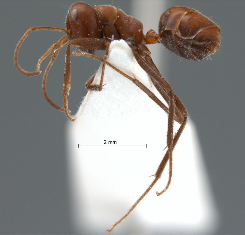 Foto Camponotus saundersi Emery, 1889 lateral