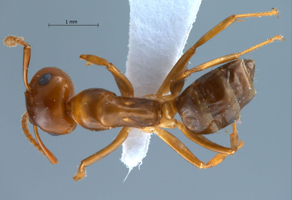 Foto Camponotus schmitzi Stärcke, 1933 dorsal