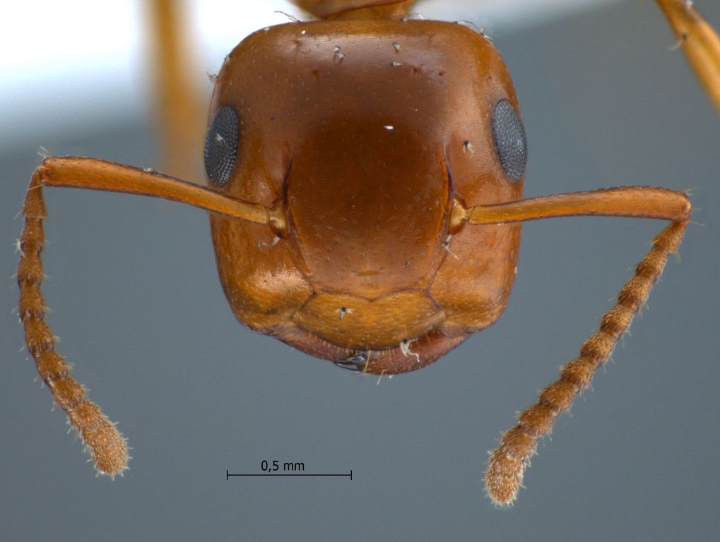 Foto Camponotus schmitzi Stärcke, 1933 frontal