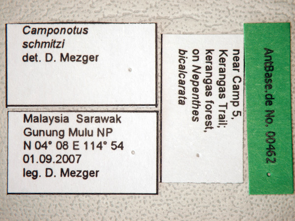 Foto Camponotus schmitzi Stärcke, 1933 Label