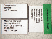 Camponotus schmitzi Stärcke, 1933 Label