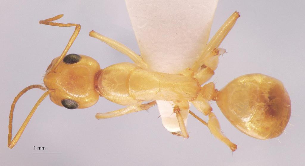 Foto Camponotus turkestanus André, 1882 dorsal