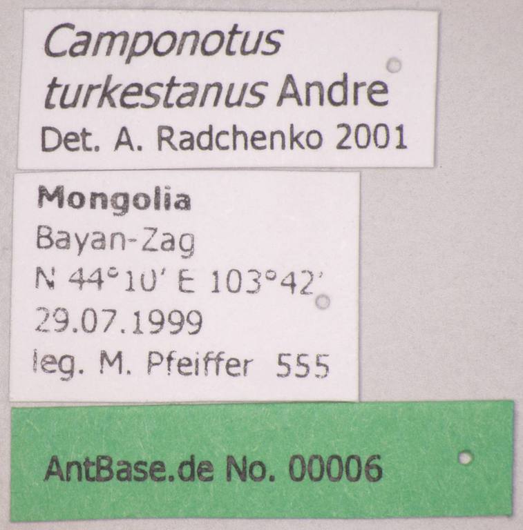 Foto Camponotus turkestanus André, 1882 Label