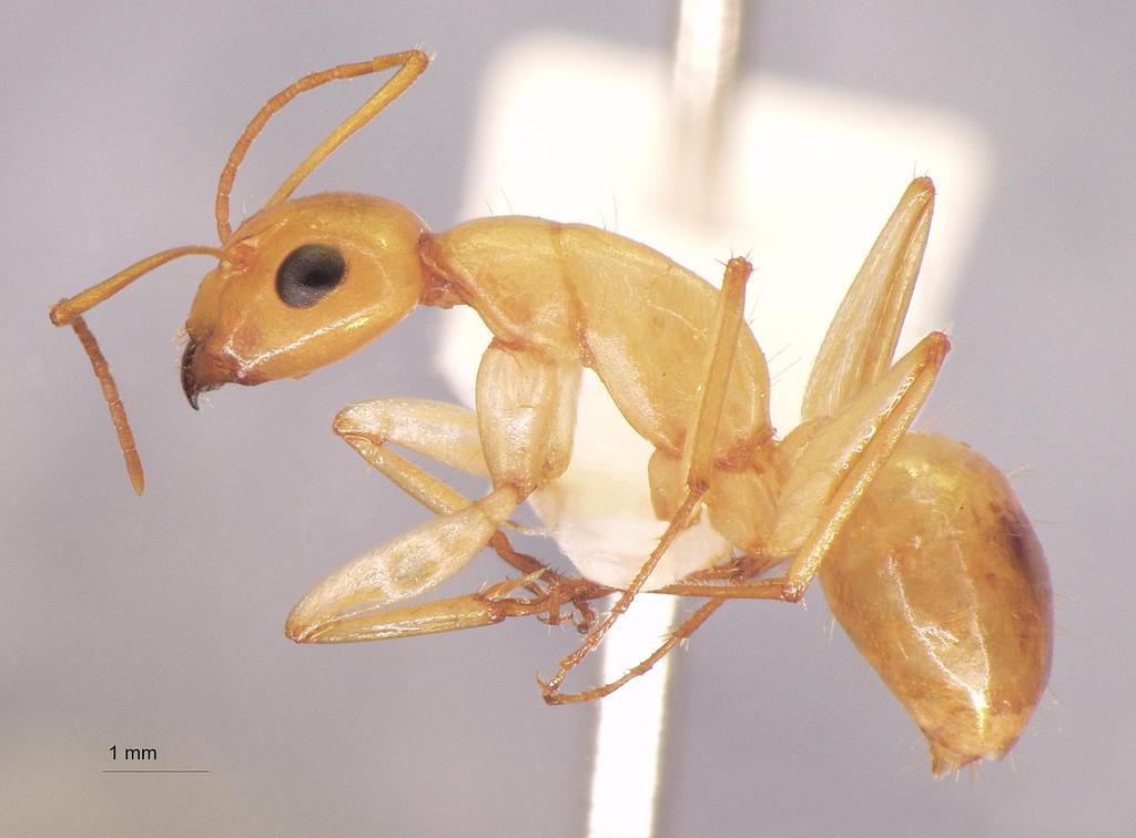 Foto Camponotus turkestanus André, 1882 lateral