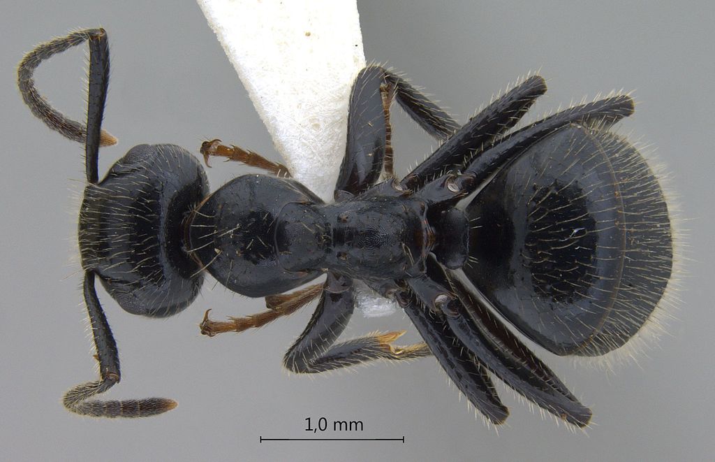 Foto Camponotus vitreus Smith, 1860 dorsal