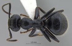 Camponotus vitreus Smith, 1860 dorsal