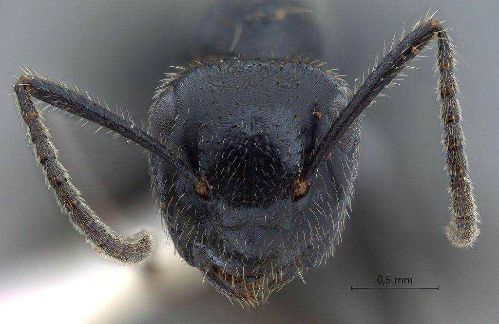 Foto Camponotus vitreus Smith, 1860 frontal