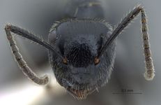 Camponotus vitreus Smith, 1860 frontal