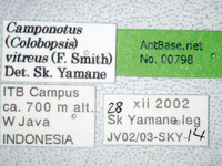 Camponotus vitreus Smith, 1860 Label