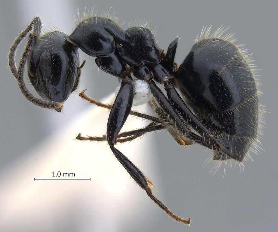 Foto Camponotus vitreus Smith, 1860 lateral