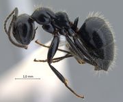 Camponotus vitreus Smith, 1860 lateral