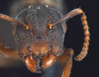 Forelophilus overbecki gyne Kutter, 1931 frontal
