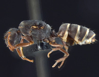 Forelophilus overbecki gyne Kutter, 1931 lateral