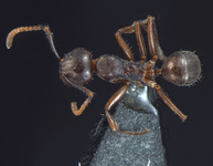 Forelophilus overbecki minor Kutter, 1931 dorsal