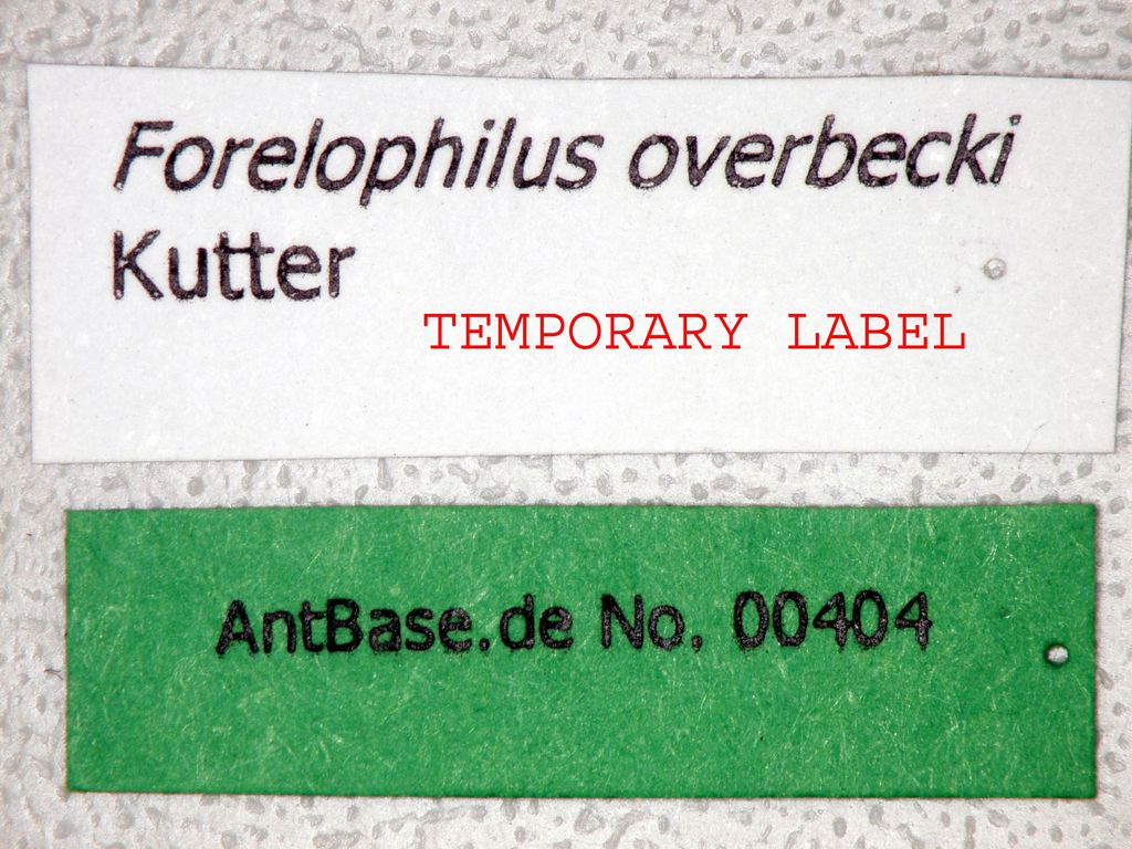 Foto Forelophilus overbecki minor Kutter, 1931 Label