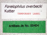 Forelophilus overbecki minor Kutter, 1931 Label