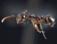 Forelophilus overbecki minor Kutter, 1931 lateral