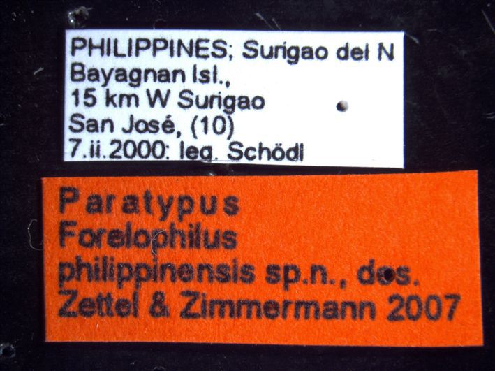 Foto Forelophilus philippinensis intermediate Zettel & Zimmermann, 2007 Label