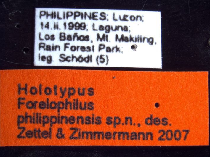 Foto Forelophilus philippinensis minor Zettel & Zimmermann, 2007 Label
