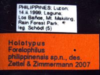 Forelophilus philippinensis minor Zettel & Zimmermann, 2007 Label