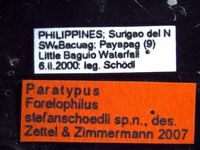 Forelophilus stefanschoedli major Zettel & Zimmermann, 2007 Label