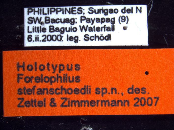 Foto Forelophilus stefanschoedli minor Zettel & Zimmermann, 2007 Label