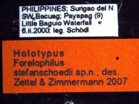 Forelophilus stefanschoedli minor Zettel & Zimmermann, 2007 Label