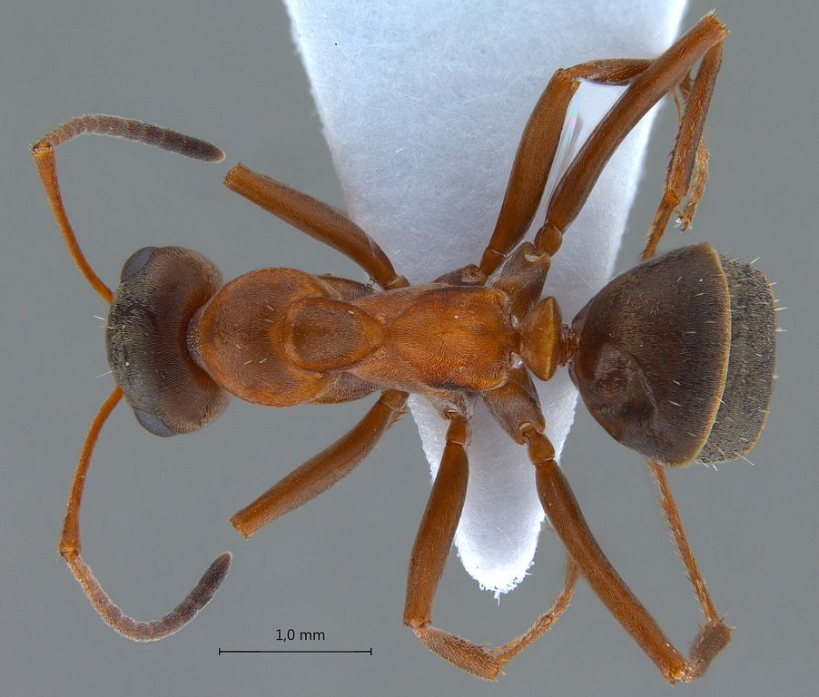 Foto Formica lusatica Seifert, 1997 dorsal