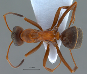 Formica lusatica Seifert, 1997 dorsal