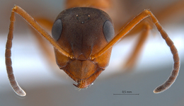 Formica lusatica Seifert, 1997 frontal