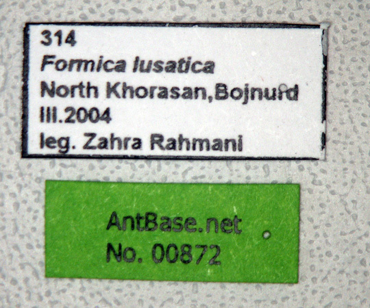 Foto Formica lusatica Seifert, 1997 Label