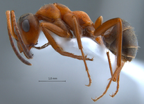 Formica lusatica Seifert, 1997 lateral