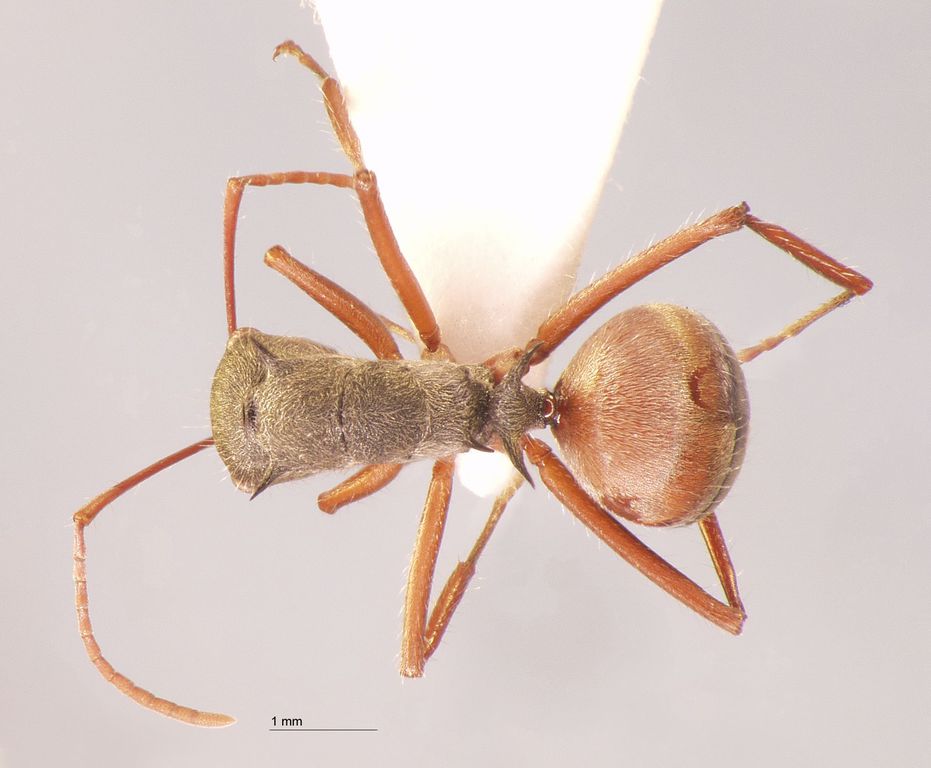 Foto Polyrhachis 1 dorsal