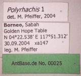 Polyrhachis 1 Label
