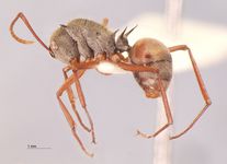 Polyrhachis 1 lateral
