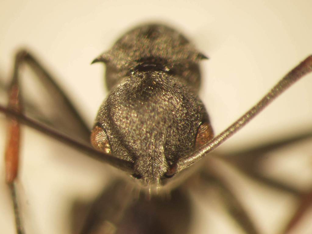 Foto Polyrhachis 13 frontal