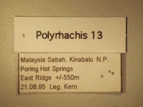 Foto Polyrhachis 13 Label