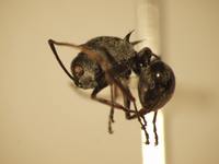 Polyrhachis 13 lateral