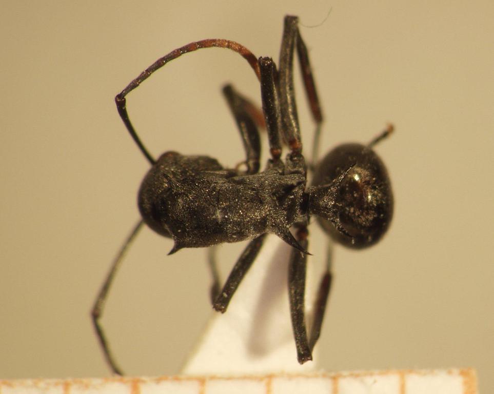 Foto Polyrhachis 13 dorsal