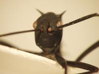 Polyrhachis 16 frontal
