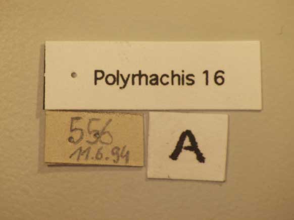Foto Polyrhachis 16 Label