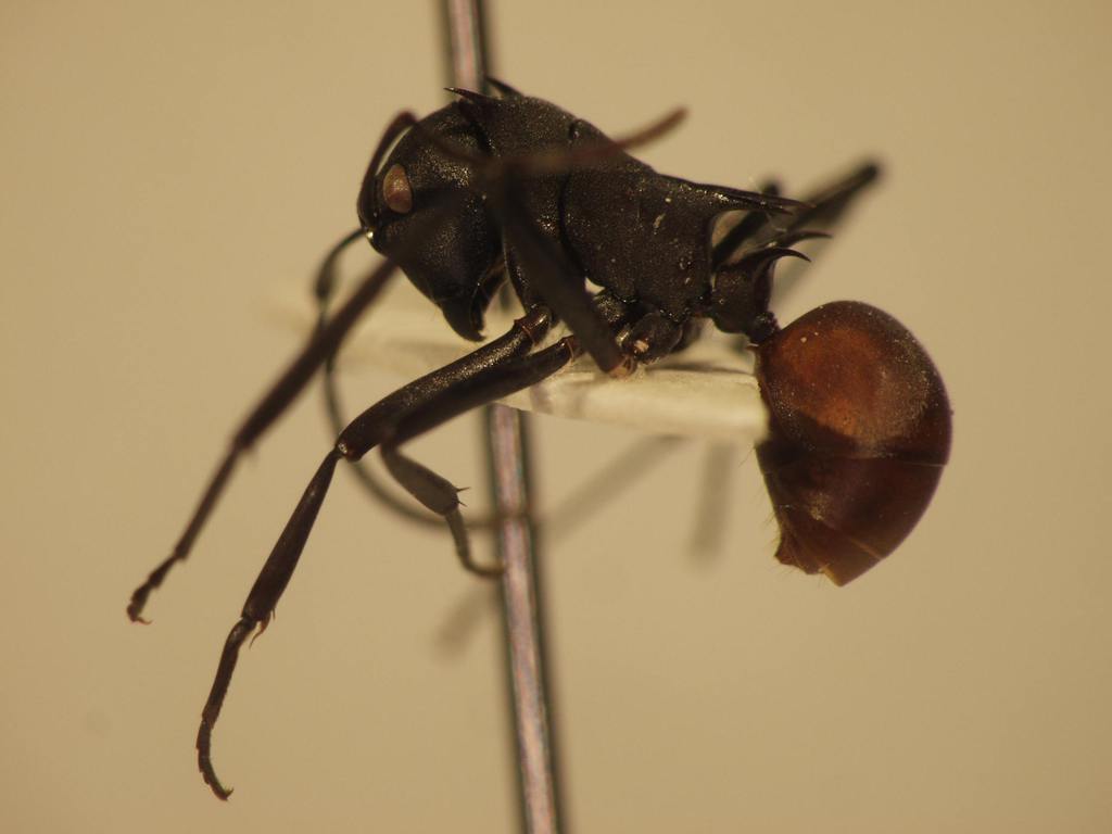 Foto Polyrhachis 16 lateral