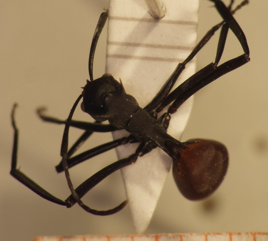 Foto Polyrhachis 16 dorsal
